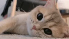 aww emote for Discord