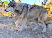 awaPlop emote for Discord