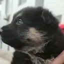 awoo2 emote for Discord