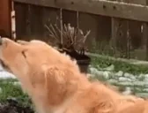 AwooHi emote for Discord