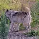 awaPls emote for Discord