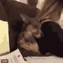 awkwardDog emote for Discord