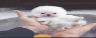 awwthatdogissocuteHOLYS emote for Discord