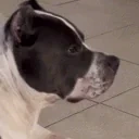 AWkdog3 emote for Discord