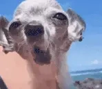 awoooo emote for Discord