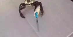 AWeaponToSurpassMetalGear emote for Discord