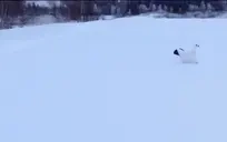 AWAO emote for Discord