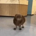 AwkwardDog emote for Discord