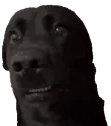 AwkwardDogo emote for Discord
