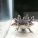 AxolotlAttack emote for Discord