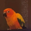 BirbRui emote for Discord