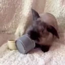 Bjornmad emote for Discord