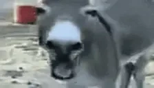 Bjoern emote for Discord