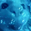 blub emote for Discord