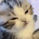 blink emote for Discord