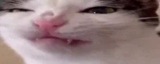 blepping emote for Discord