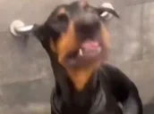 Blabbering emote for Discord