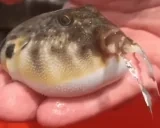 BLURGH emote for Discord