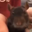 BLEUHH emote for Discord