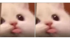 blonga emote for Discord