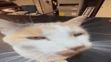 BLEHSniff emote for Discord