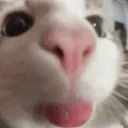 blep emote for Discord