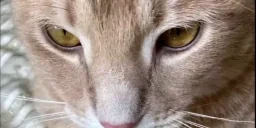 bludling emote for Discord