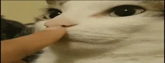 blank emote for Discord