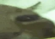 bluntbuh3 emote for Discord