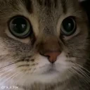 blink emote for Discord