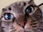 blya emote for Discord