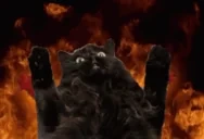 blackcat emote for Discord