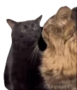 blackcatzoningout emote for Discord