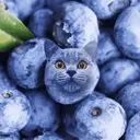 BLUEBERRYCATTING emote for Discord
