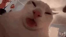blep emote for Discord