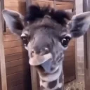 BLEHH emote for Discord