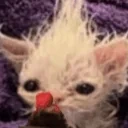 bleShakey emote for Discord