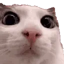 blink emote for Discord