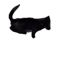 BlackCat emote for Discord