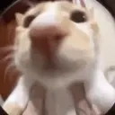 blehm emote for Discord