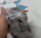 blyaaaaat emote for Discord