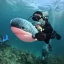 blahajDiving emote for Discord