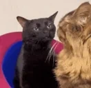 BlackCatStare emote for Discord