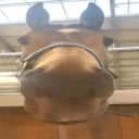 BLEHHHHftDimpy emote for Discord