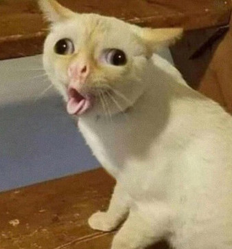 Pedscat emote for Discord