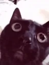 BlackCat emote for Discord