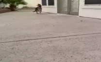 BlueLookingForWhoAsked emote for Discord