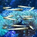 bluntfish emote for Discord