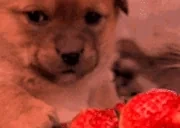 BloodMoon emote for Discord