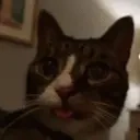Blep emote for Discord